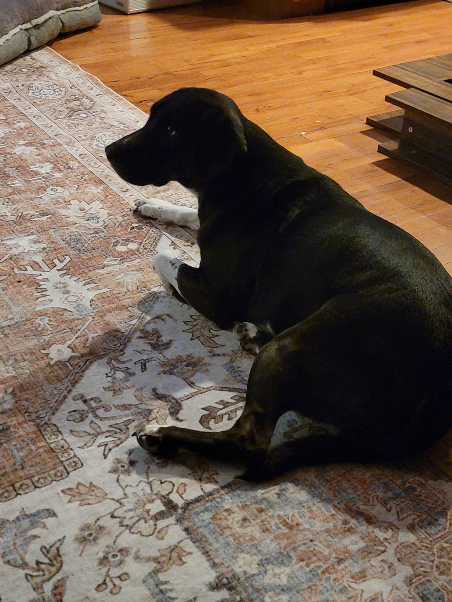 Josie the shop dog — faithful companion and welcome committee